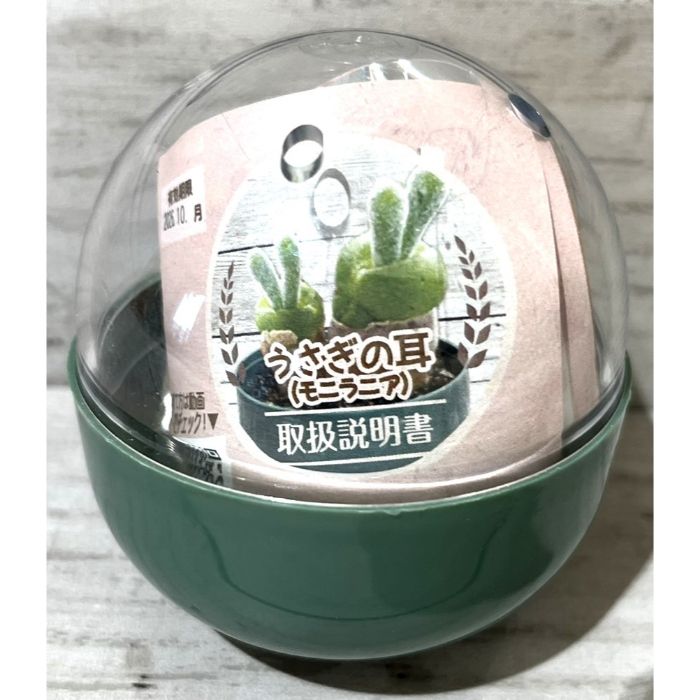 フォレスト テラリウム観葉植物栽培セット うさぎの耳(モニラニア)