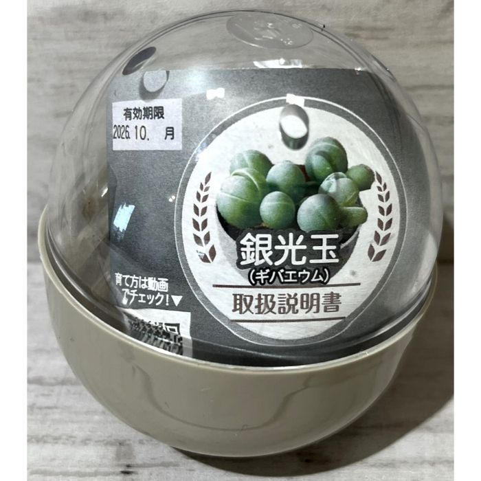 フォレスト テラリウム観葉植物栽培セット 銀光丸