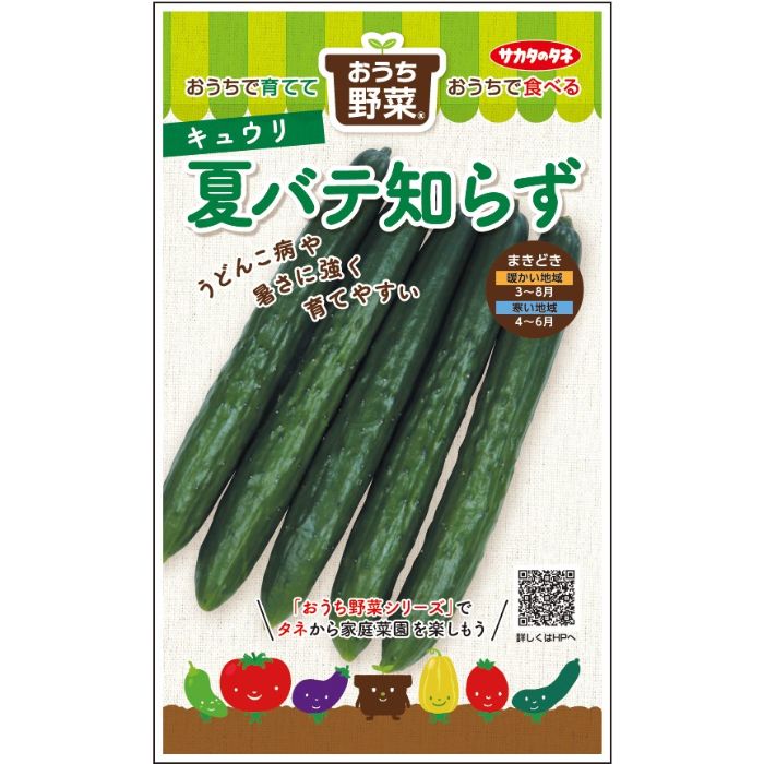 サカタのタネ キュウリ おうち野菜　夏バテ知らず