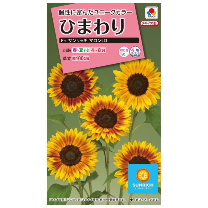 タキイ種苗 ヒマワリ F1サンリッチマロンLD