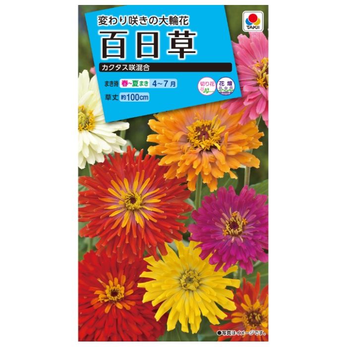 タキイ種苗 ジニア(百日草) カクタス咲混合