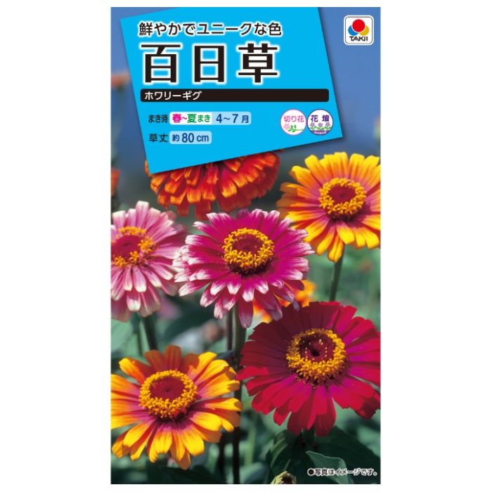 タキイ種苗 ジニア(百日草) ホワリーギグ