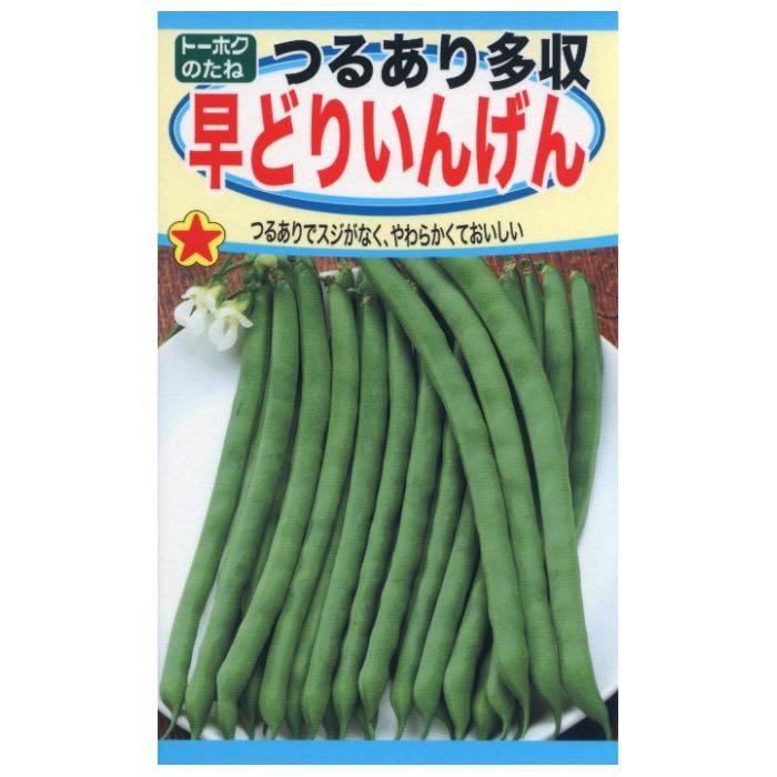 インゲン つるありつるあり多収早どりいんげん
