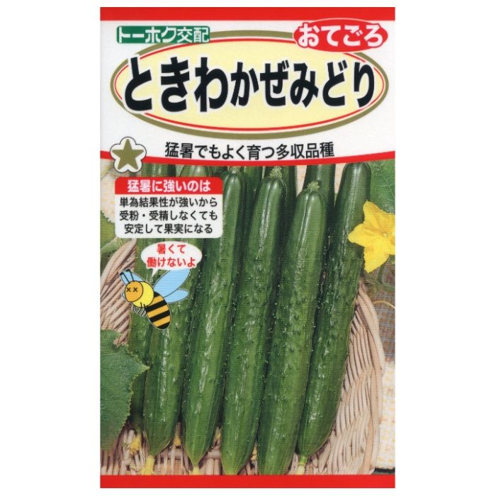 キュウリ ときわかぜみどり　おてごろ