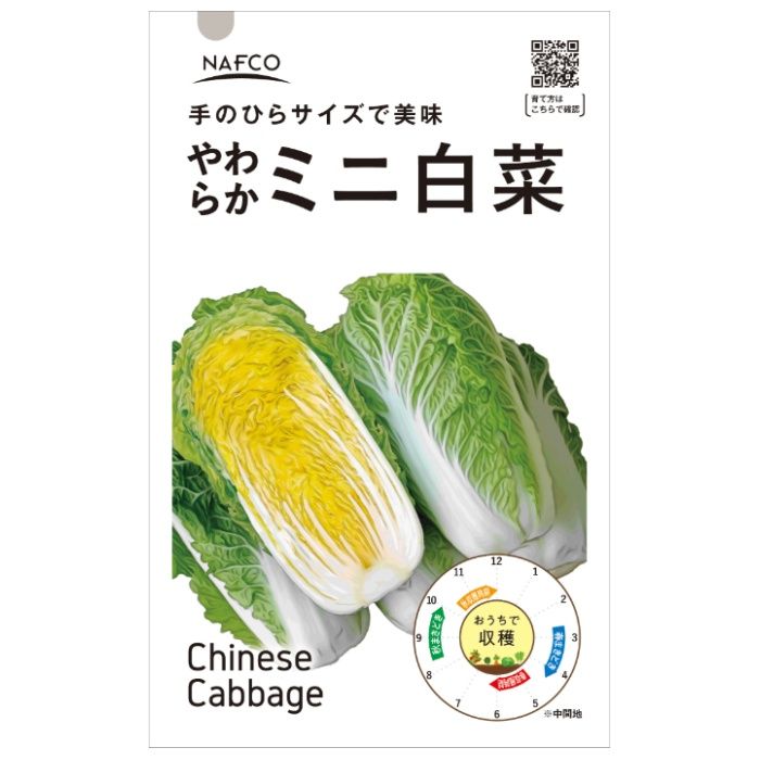 おうちで収穫　野菜の種 ミニ白菜