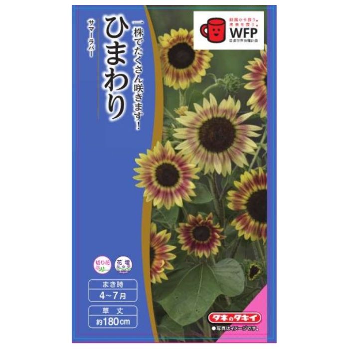 タキイ種苗 ヒマワリ ひまわりサマーラバー