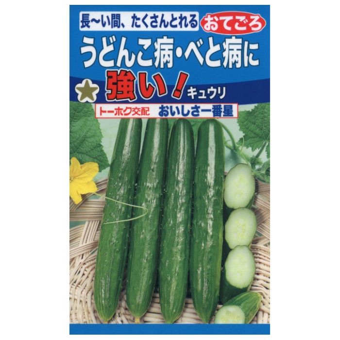 キュウリ おいしさ一番星　おてごろ