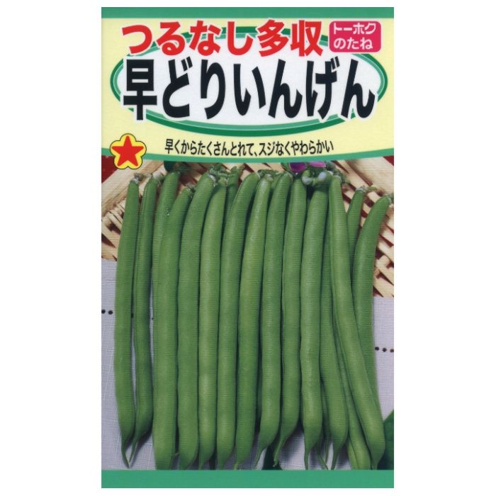 インゲン つるなし多収早どりいんげん