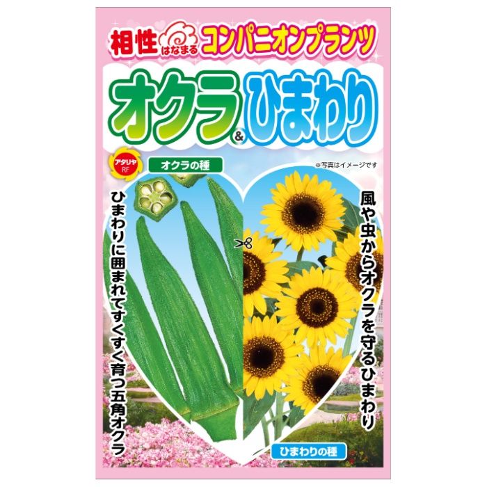 アタリヤ農園 コンパニオンプランツ オクラ&ひまわり
