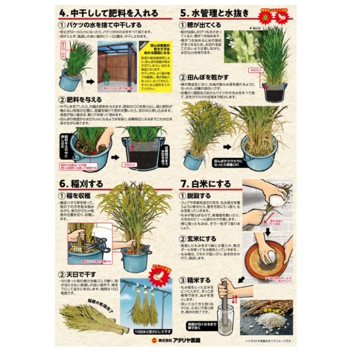 アタリヤ農園 お米の栽培セット いねっこ日和の説明画像3