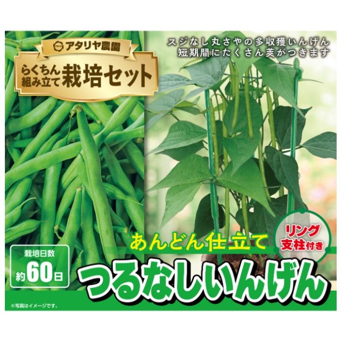 アタリヤ農園 栽培セット つるなしいんげんの説明画像2