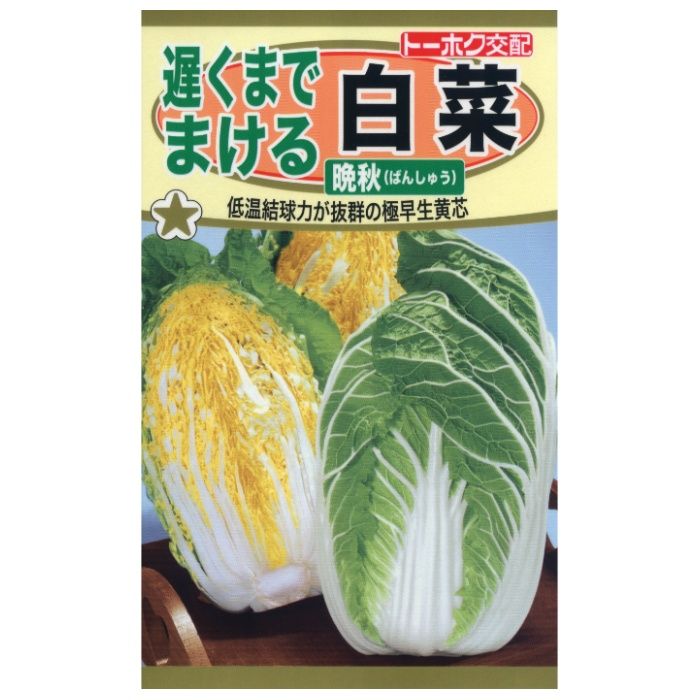 ハクサイ 遅くまでまける白菜　晩秋