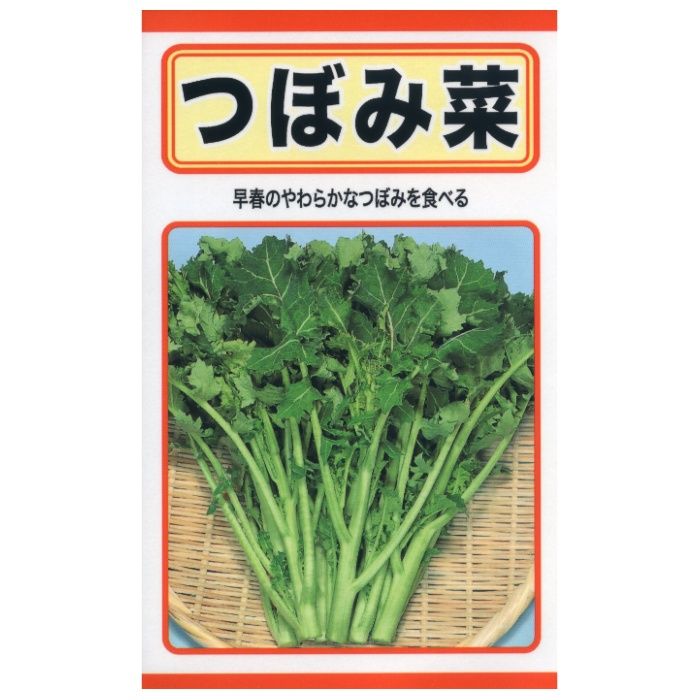 ヨウサイ つぼみ菜