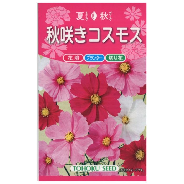 コスモス 秋咲きコスモス