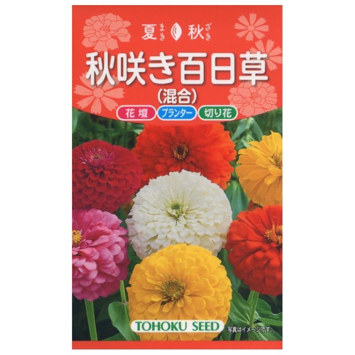 ジニア 秋咲き百日草　混合