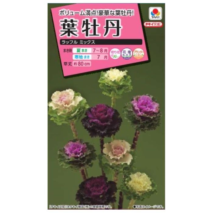 タキイ種苗 ハボタン ラッフルミックス