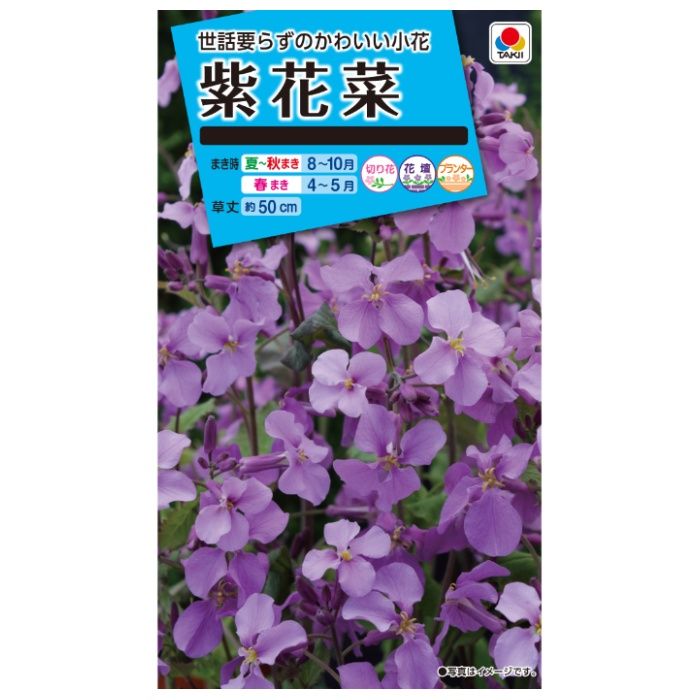 タキイ種苗 紫花菜