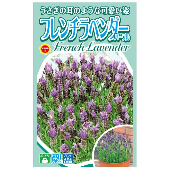 アタリヤ農園 ハーブ フレンチラベンダー　パープル