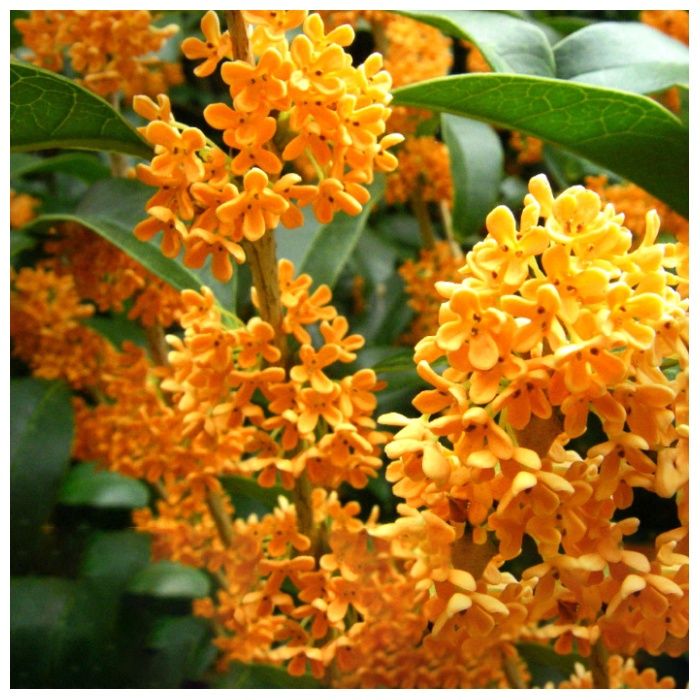 レイヴィーボディーシャンプー 金木犀　本体1150mlの説明画像3