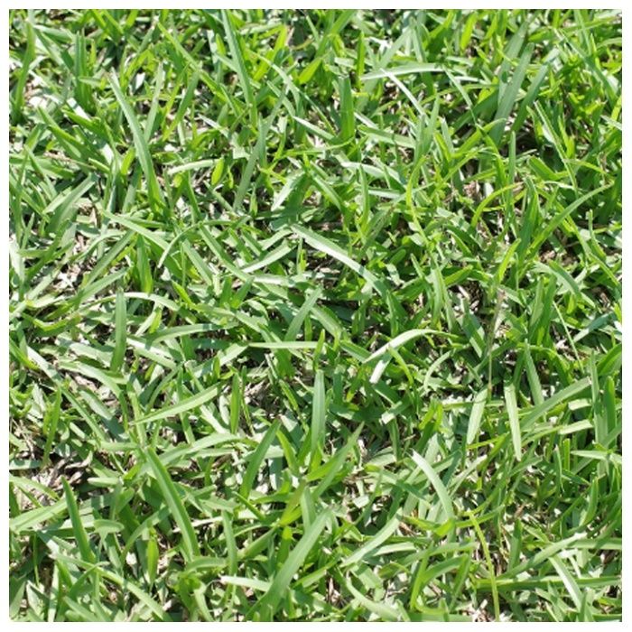 芝生 西洋芝 センチピートグラス 40束(宅配専用)