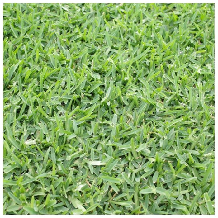 芝生 西洋芝 セントオーガスチングラス 40束(宅配専用)