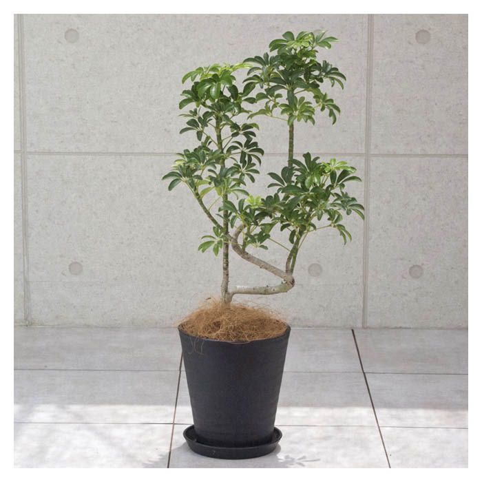 ライフ エコ 観葉植物 シェフレラ コンパクター 8寸 W45 H90cmの通販 ホームセンターナフコ 公式通販