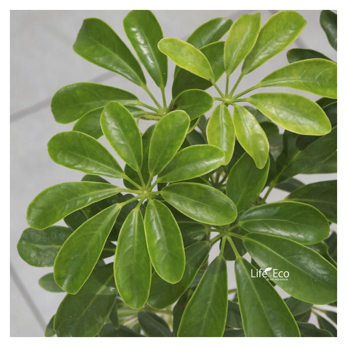 ライフ エコ 観葉植物 シェフレラ コンパクター 8寸 W45 H90cmの通販 ホームセンターナフコ 公式通販