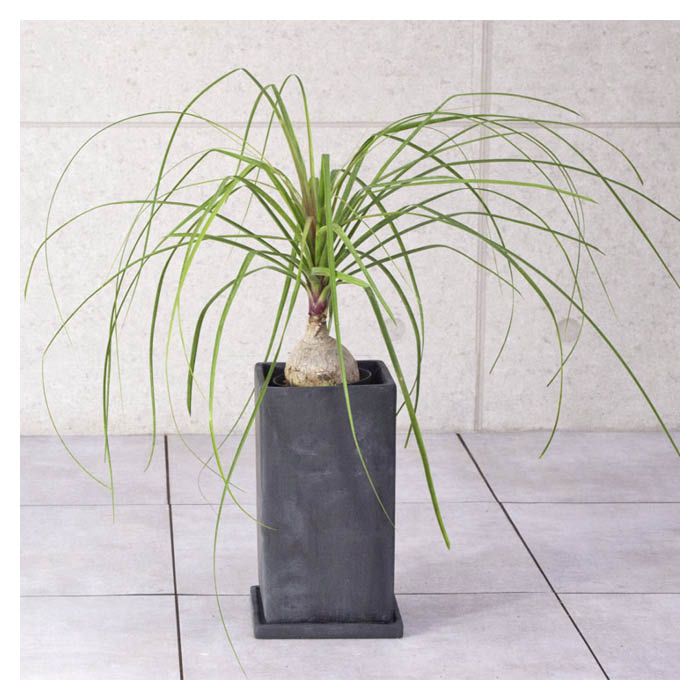 ライフ エコ 観葉植物 ドラセナ ノリナ 5寸 W70 H65cmの通販 ホームセンターナフコ 公式通販