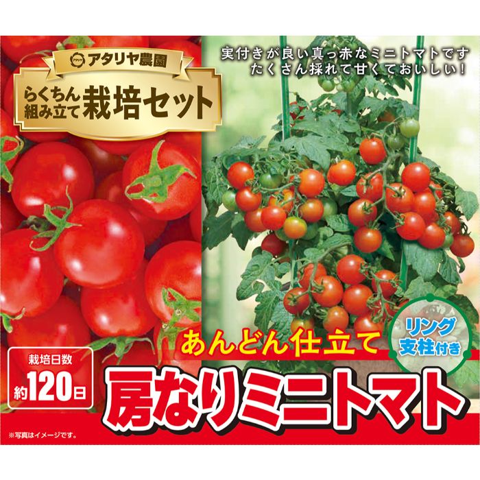 栽培セット 房なりミニトマト