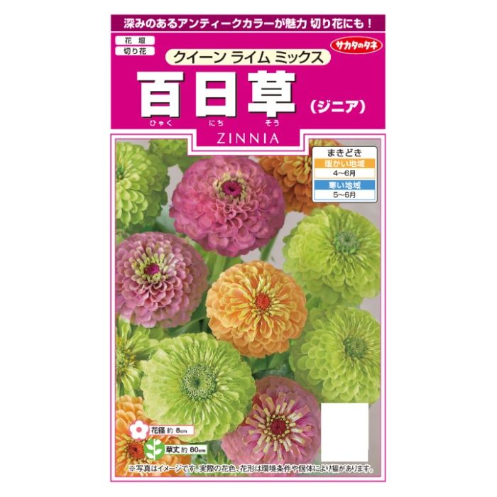 サカタのタネ ジニア クイーンライムMix