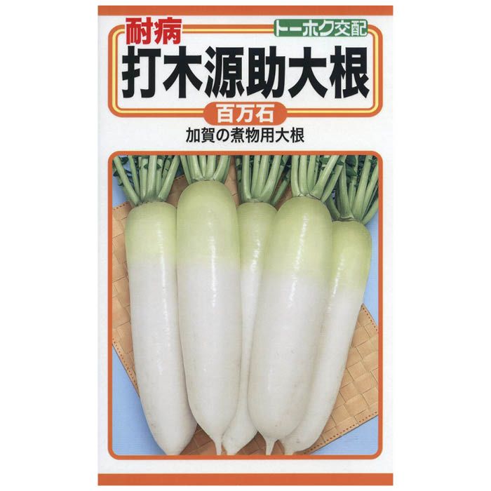 ダイコン 打木源助大根　百万石