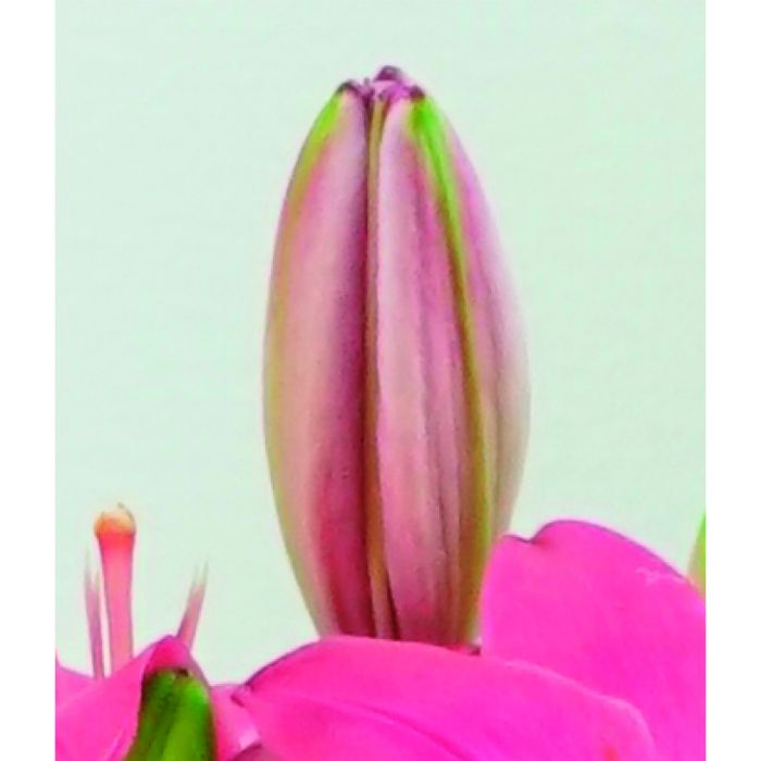 【MS37-10】【母の日】ユリ(ロザリン)-承り締切:2026年4月30日の説明画像2