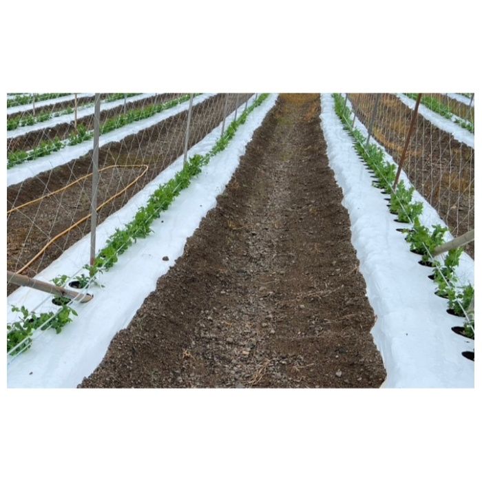 白黒マルチセンターライン入り 0.025mm厚×95cm幅×長さ10mの説明画像2