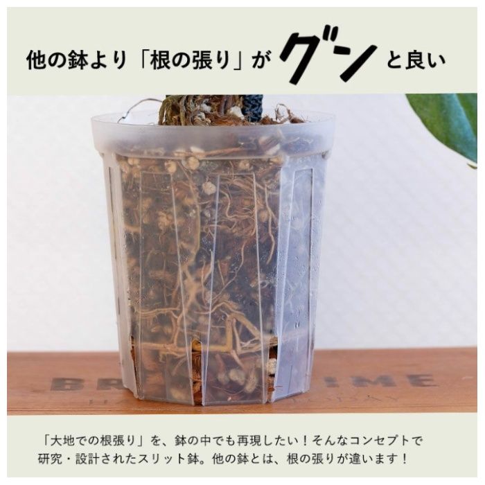 兼弥産業 スリット鉢　透明　ネガミエル CSM-120L　4寸ロングの説明画像3