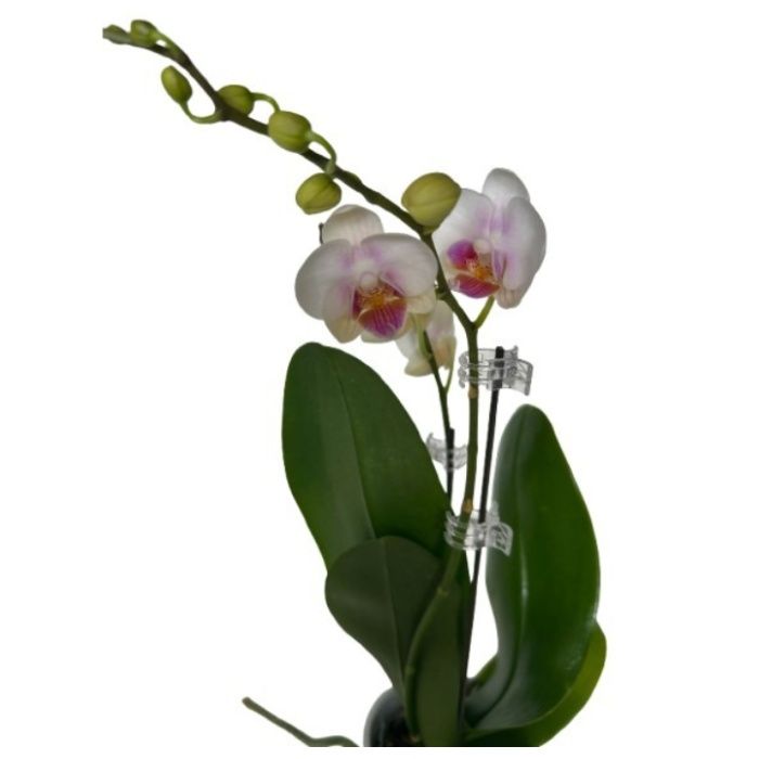 明和 園芸クリップ10個入り S　クリアの説明画像2