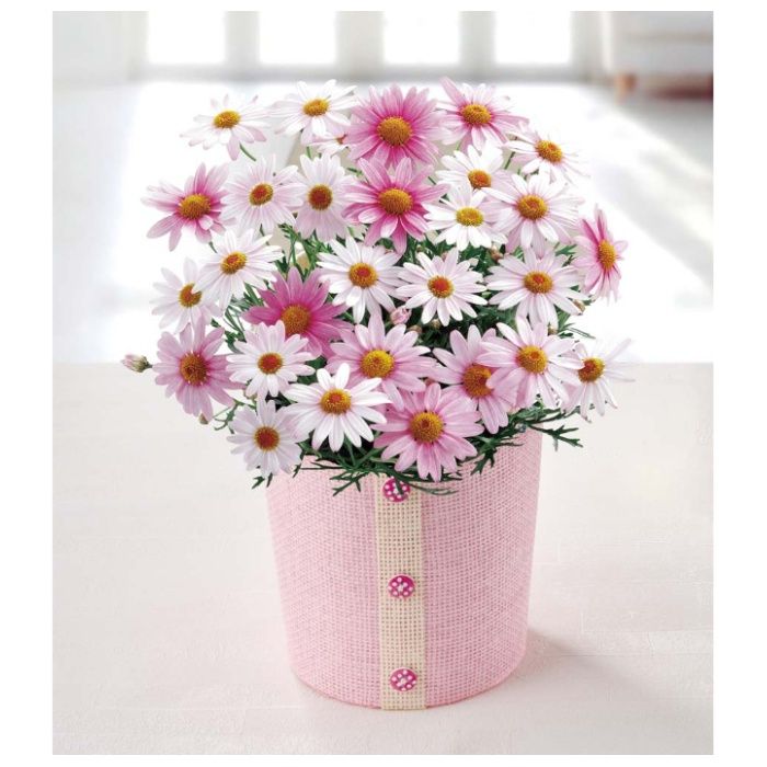 【MR37-11】【早期お届け(母の日)】マーガレット(さくらべーる)-承り締切:2026年4月16日