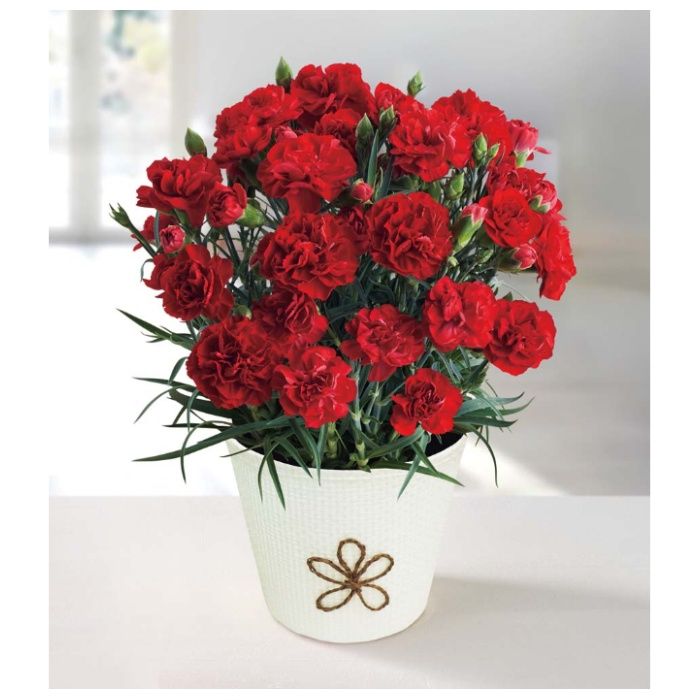 【MC37-1】【早期お届け(母の日)】カーネーション(感謝の気持ち)-承り締切:2026年4月16日