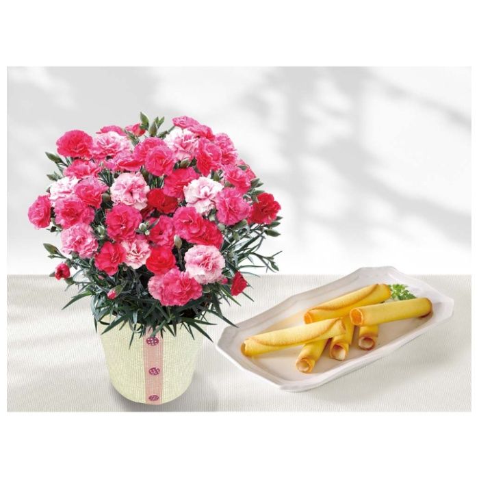 【C40-1】【母の日】カーネーション(さくらもなか)とOIMO MERCI ラングドロール-承り締切:2026年4月30日