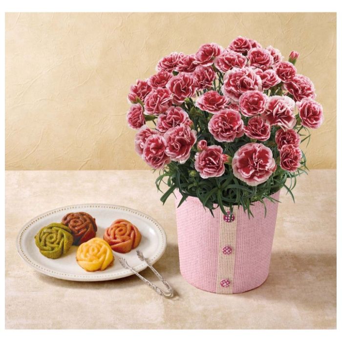 【C40-2】【母の日】カーネーション(いちごホイップ)と「パティスリー モンシェール」エタニティーローズ-承り締切:2026年4月30日