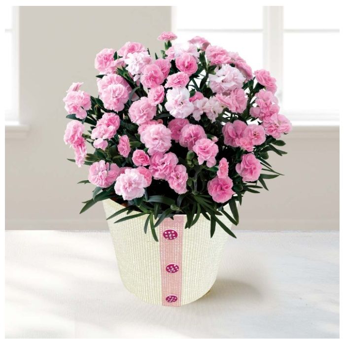 【MC37-7】【母の日】カーネーション(バンビーノ)-承り締切:2026年4月30日