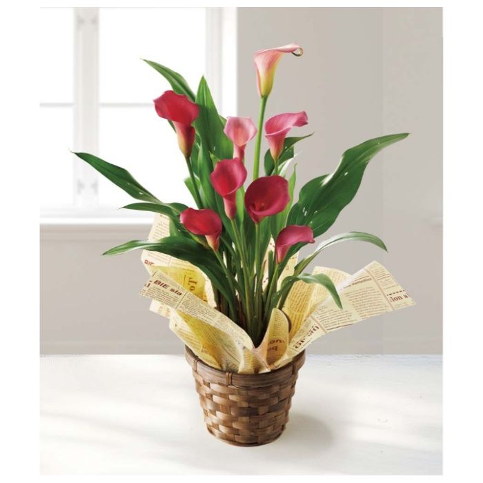 【MY37-32C】【母の日】カラー(チェリーソルベ)-承り締切:2026年4月30日