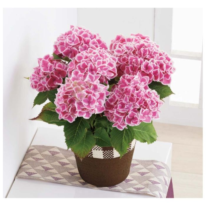 【MC37-6】【母の日】アジサイ(ファーストレディ)-承り締切:2026年4月30日