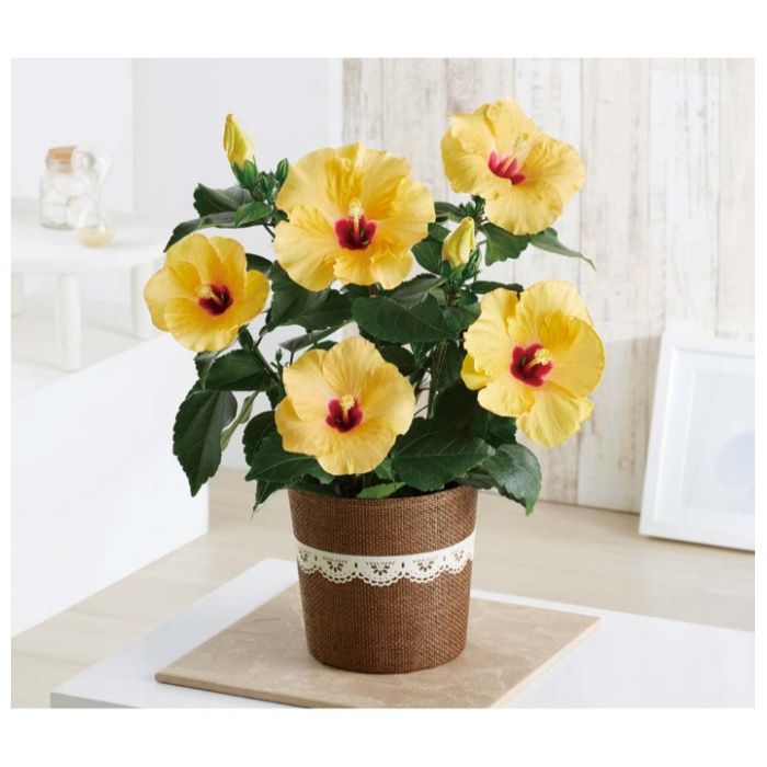 【MA37-2C】【母の日】ハイビスカス(アドニスイエロー)-承り締切:2026年4月30日