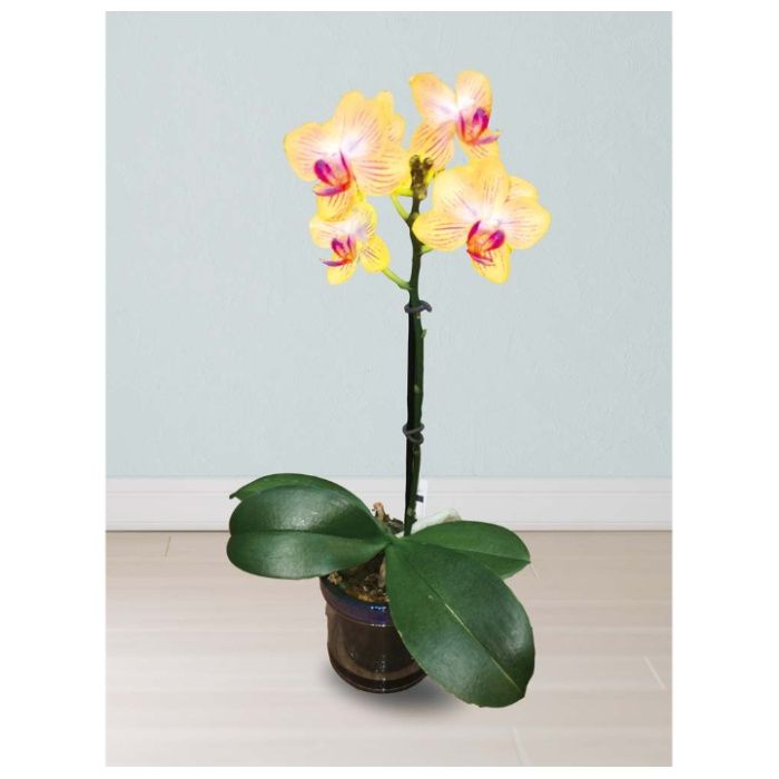 【MC37-3】【母の日】マイクロ胡蝶蘭(ゴールドベイビー)-承り締切:2026年4月30日