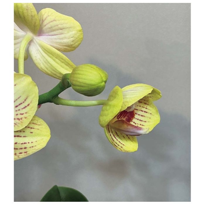 【MC37-3】【母の日】マイクロ胡蝶蘭(ゴールドベイビー)-承り締切:2026年4月30日の説明画像2