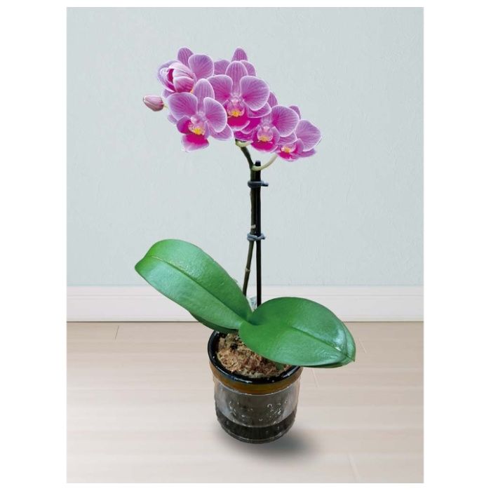 【MC37-4】【母の日】マイクロ胡蝶蘭(ピコ)-承り締切:2026年4月30日