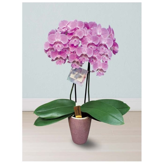 【MC37-5】【母の日】胡蝶蘭(ビックリップキティ)-承り締切:2026年4月30日