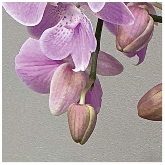 【MC37-5】【母の日】胡蝶蘭(ビックリップキティ)-承り締切:2026年4月30日の説明画像2