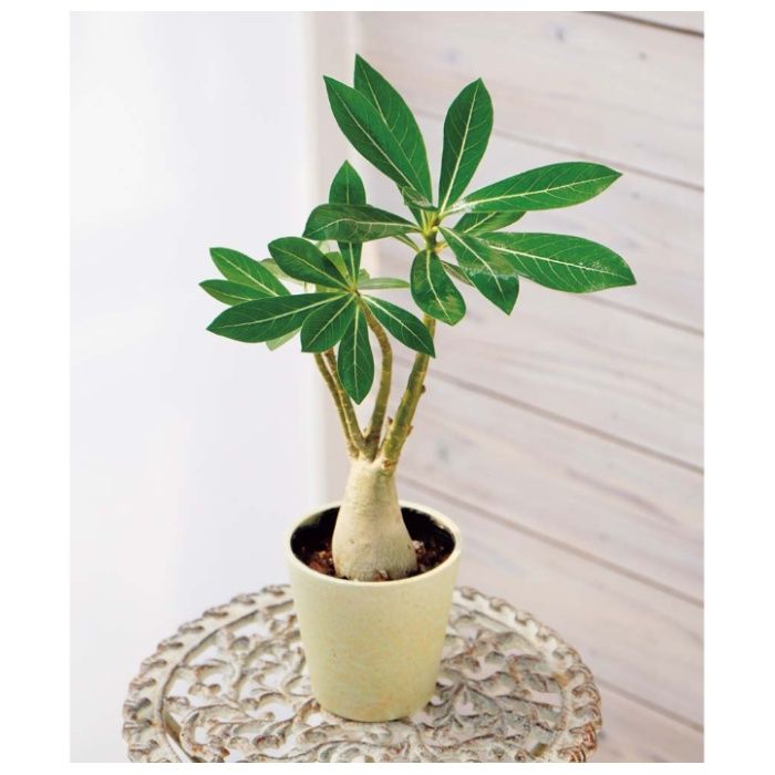 【MCA37-1】【母の日】アデニウム-承り締切:2026年4月30日