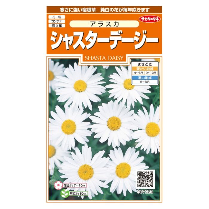 サカタのタネ シャスターデージー アラスカ